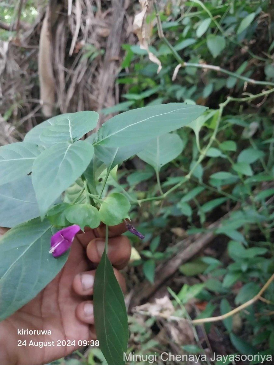 Dicliptera foetida (Forssk.) Blatt.